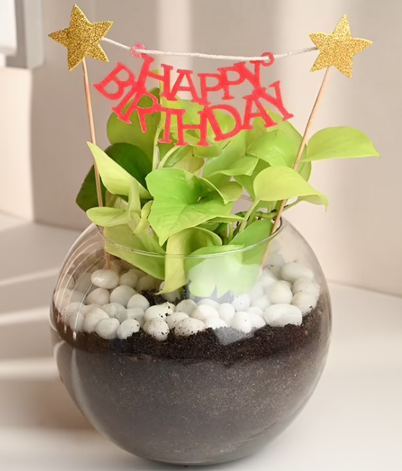 Birthday Golden Money Plant
